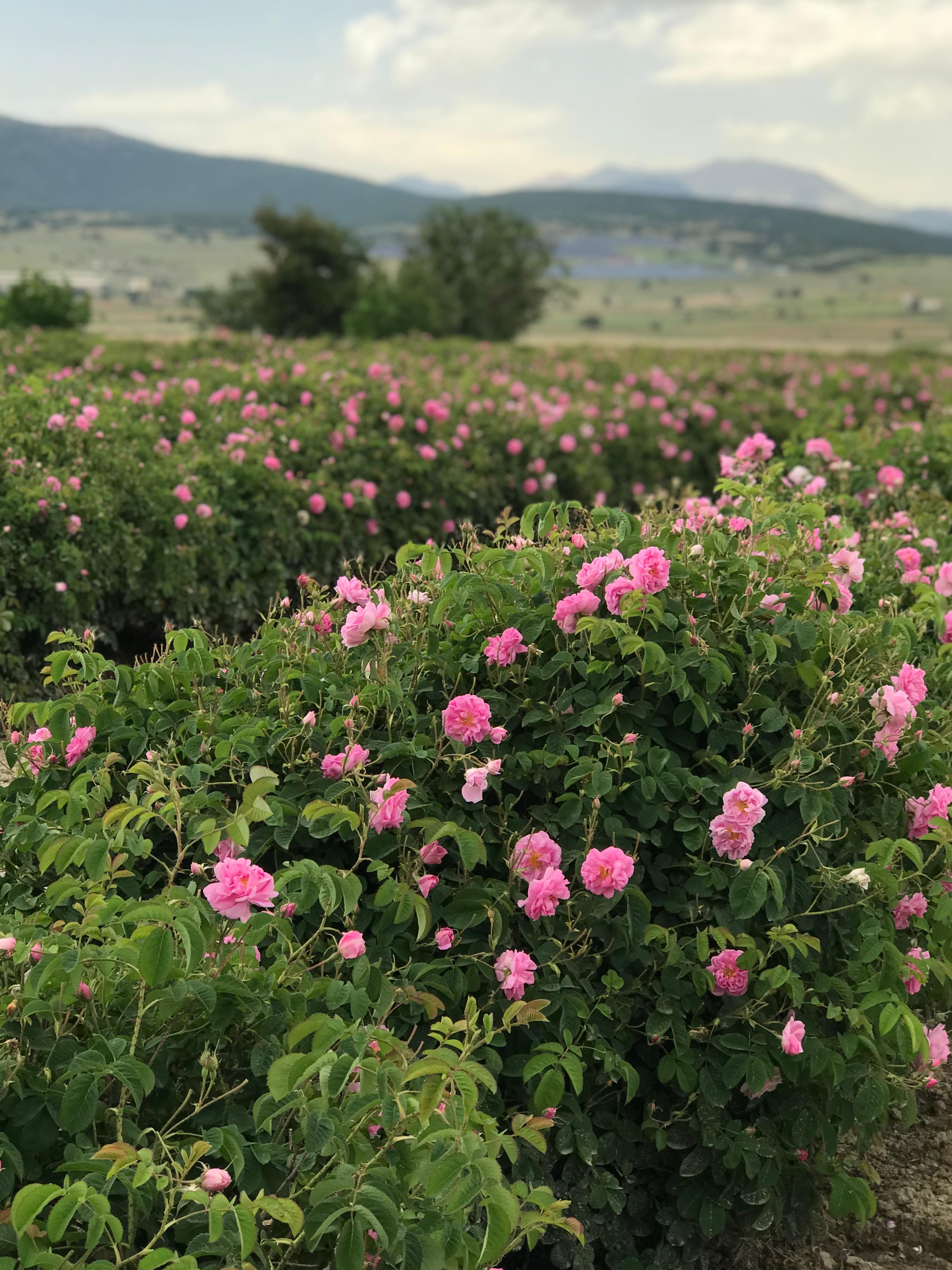 Isparta gülü hasat görseli